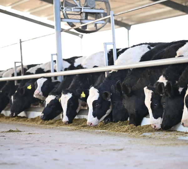 Our Dutch Cows