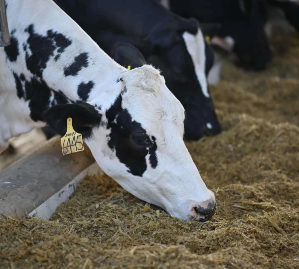 Our Dutch Cows