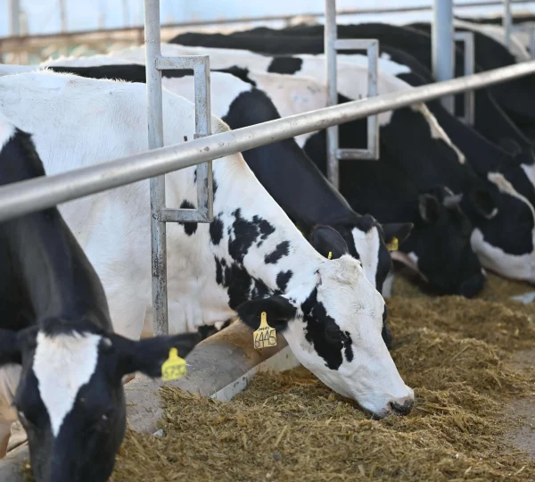 Our Dutch Cows